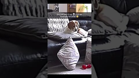 Watch Dog howling after he dropped his toy 🤣 #dog