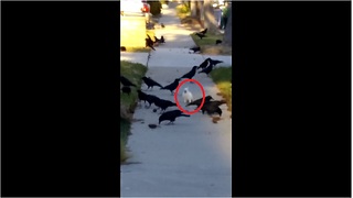 Random cockatoo in California joins flock of crows