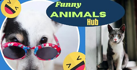 Funny animals 😄hub,funny animals club Rumble, 🤣, funny animals dancing 💃😄, funny animals fighting 😄