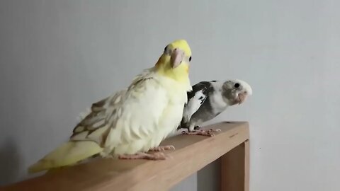 Budgies and Cockatiel Birds Playing and Feeding