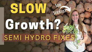 How To Fertilize Houseplants Grown Semi Hydroponically. Why Plants Grow Slowly In Semi Hydro?!