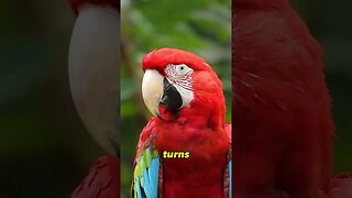 Parrots are so smart!