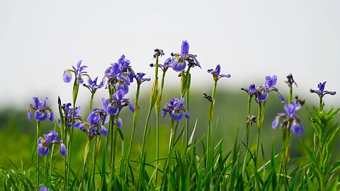Siberian iris (Iris sibirica) flowers