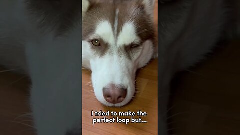 My dog tried the eye loop trend…