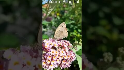 A Beautiful "Meadow Brown" Butterfly in Nature