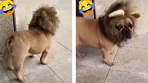 🤣Funny canine video🤣
