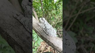 Gray Tree Frog - Dryophytes versicolor in Louisiana