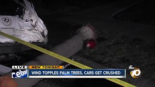 Wind topples San Diego palm trees, worrying arborists