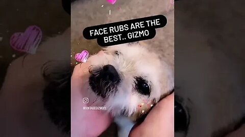 Face rubs GIZMO