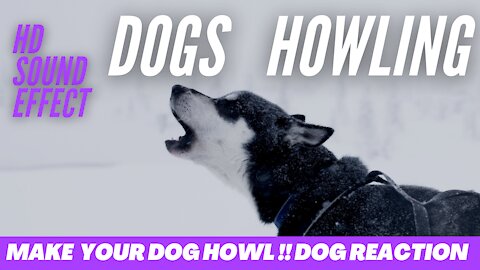 Dogs HOWLING to make you Dog Howl HD Sound Effect Dog Sounds Look Your Dogs REACTION !!