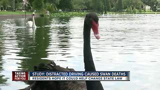 City of Lakeland to combat distracted driving around Lake Morton to protect swans