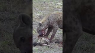 Hyena Eats Hyena! #shorts