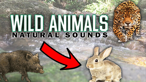 Animal Sounds for Children