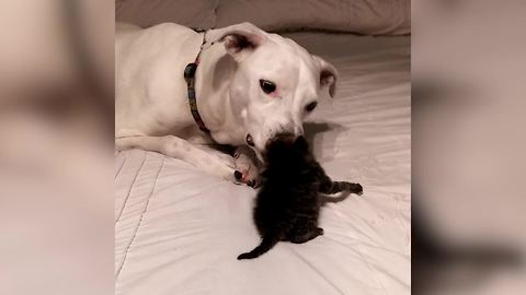 "A Dog Licks and Cleans A Kitten Cat on A Bed"
