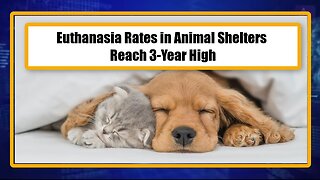 Euthanasia Rates in Animal Shelters Reach 3-Year High