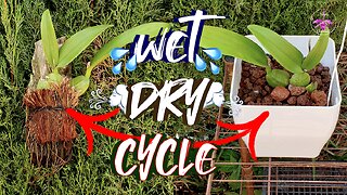 Reverse Lava Rock Layering for Orchids in Semi Hydro Culture | Set up Change #ninjaorchids