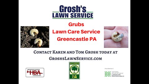Grub Control Greencastle PA Lawn Care Service Treatments