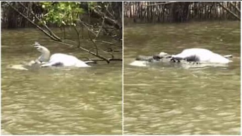 Canibal! Crocodilo é atacado por outro crocodilo na Austrália