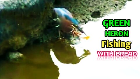 Green Heron Fishing | Smart Green Heron Fishing Using Bread As Bait |