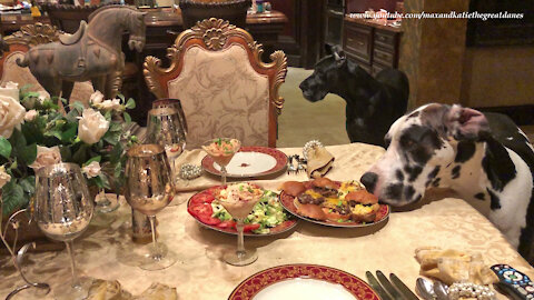 Funny Great Dane Tries To Resist The Temptation Of A Homemade Burger