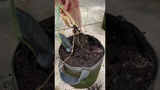 Garlic Harvesting