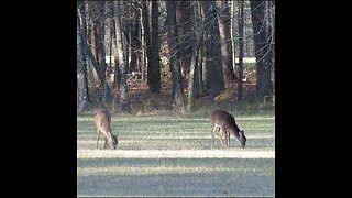 deer in the Field