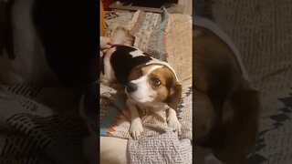 beagle complaining
