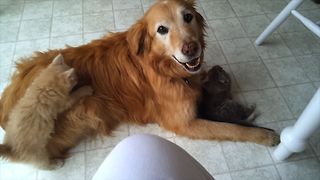 Kittens Play with An Old Pup!