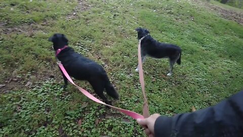 Mama Dog and Safira Dog Go on a Fur-real Adventure on a Farm in Tennessee 4K ASMR