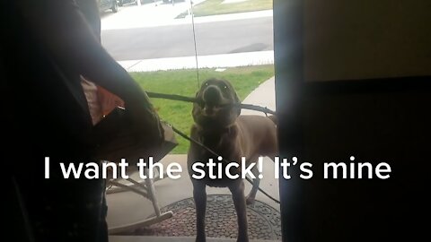 Labrador is determined to bring huge stick in the house