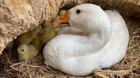 The Cruel Reality of Farmed Duck Mistreatment | crueltyfarm