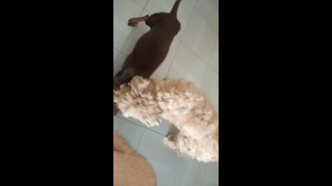 Combattimento tra cani