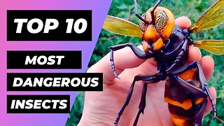 TOP 10 Most DANGEROUS INSECTS In The World | 1 Minute Animals