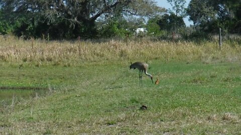 Sandhill crane baby at Venus Ranch