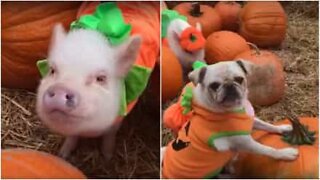 Pug e porco vestem-se para o Halloween