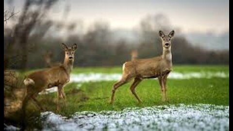 roe deer try to survive in winter