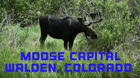 Moose Capital of Colorado!