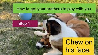 How to get your brothers to play with you- Great Dane, St Bernard