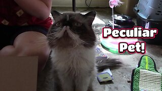 Peculiar Pet For Cats September 2023! 😻
