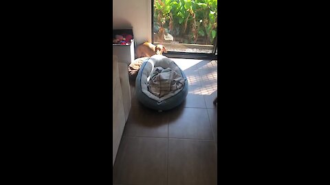 Dog drags bed to be in the sunlight