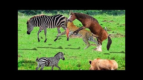 Leopard & lion invade territory & suffer dire consequences.Compilation of Animals,Pets, and Wildlife