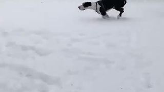 Great Dane plays in the snow