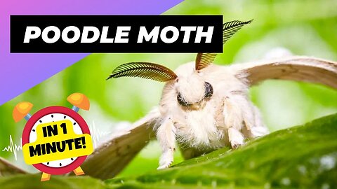 Poodle Moth - In 1 Minute! 🦋 Unique Animal You Have Never Seen | 1 Minute Animals