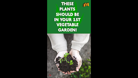 Top 4 Plants For Your 1st Vegetable Garden *