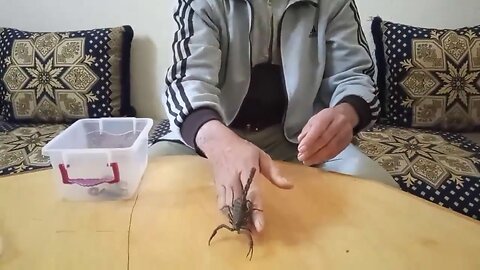 Adventures and daring games with a scorpion hunter