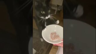 Sweetest Kitty #cat Can’t Wait 2 Eat She Grabs Bowl With Her Little #paws #shorts