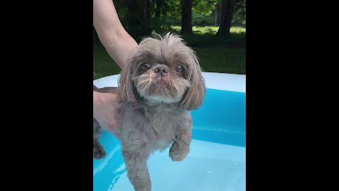 Shih Tzu displays her perfect air swimming skills