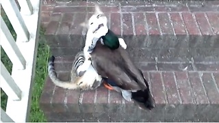 Befriended Cat And Duck Engage In Epic Play Fight