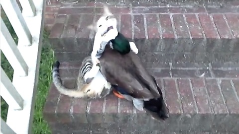 Befriended Cat And Duck Engage In Epic Play Fight