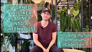 Ikea Greenhouse Cabinet tour & My Anthurium Collection